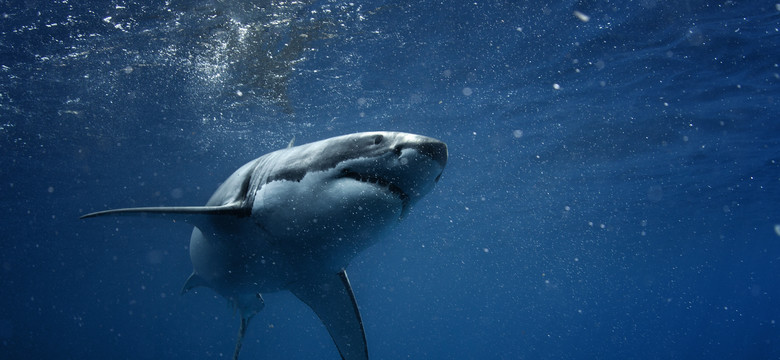 Jak uniknąć lub zwiększyć szanse przeżycia ataku rekina