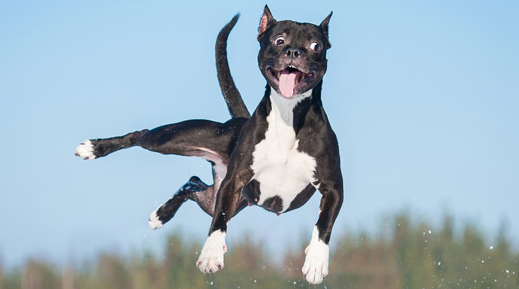 Mi is így repkedtünk örömünkben, mikor ezt az összeállítást készítettük / Fotó: Shutterstock