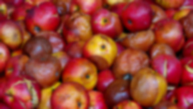 Polskie jabłka dotarły do Singapuru i Indii zepsute