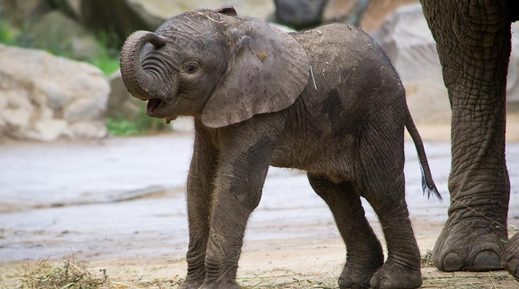 A Nyíregyházi Állatpark a látogatók
segítségével keresi a kis elefánt nevét /Fotó: Nyííregyházi Állatpark