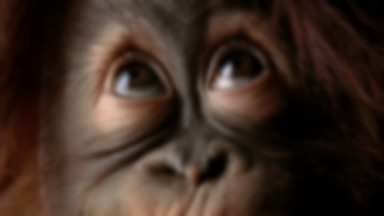 Orangutan na odwyku