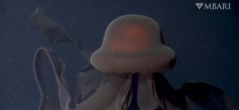 Bardzo rzadka gigantyczna meduza nagrana przez naukowców. Jej ramiona mają ponad 10 metrów