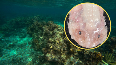 Naukowcy sfilmowali najgłębiej żyjącą rybę świata. Oto "potwór z głębin"