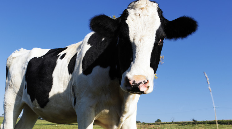 1043 kiló a világ legnagyobb tehene/Fotó:Northfoto