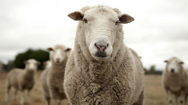 Udany sezon dla hodowców owiec; pogoda sprzyja wypasowi