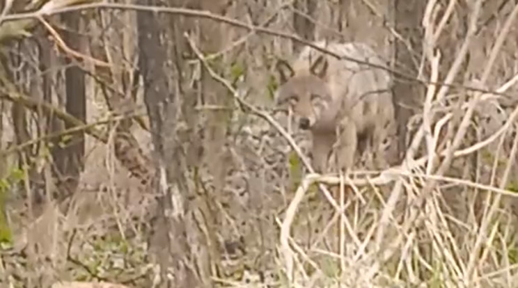 Farkas járja a környéket Ács közelében / Fotó: Videa