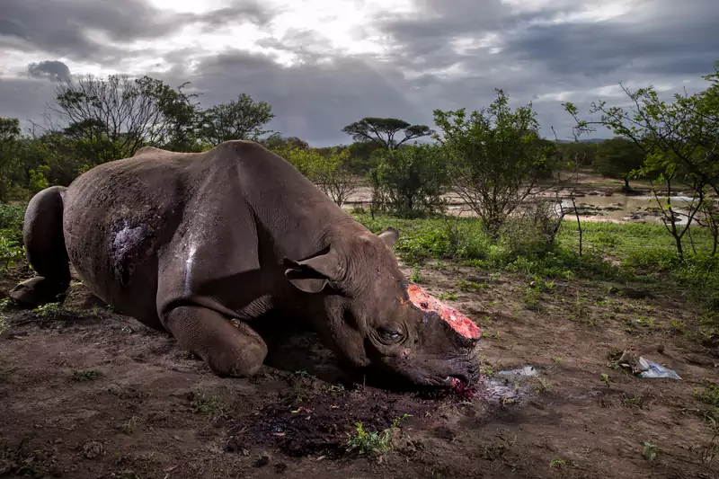 Brent Stirton/Getty Images National Geographic Magazine