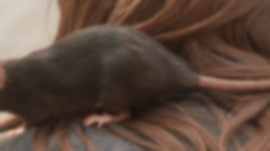 Problem ze szczurami w Stargardzie Szczecińskim