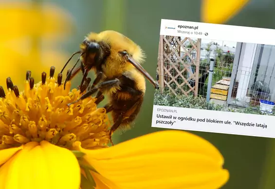 Sąsiedzkie nieporozumienie z pszczołami w tle. "Co będzie kolejne? Koza?"