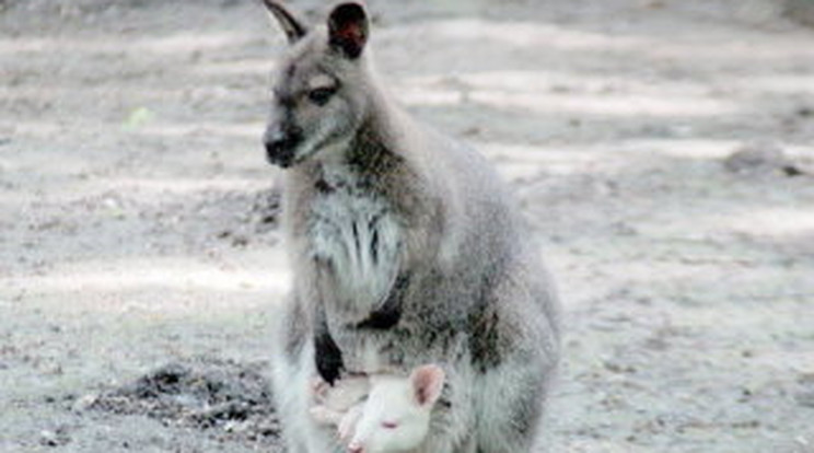 Anyja zsebre vágta a hófehér kengurut 