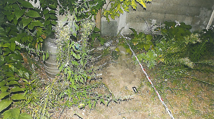 Ebbe a gödörbe ásta a nő a három kismacskát / Fotó: Ügyészség 