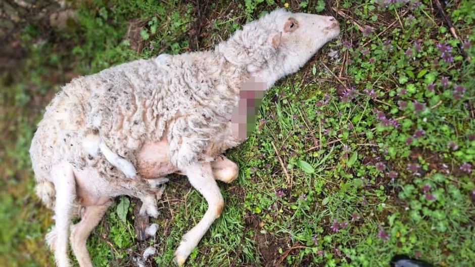 Psi lutalice rastrgli stado ovaca kod Požege