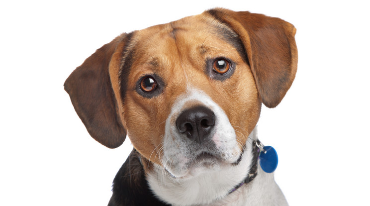 Általában beagle kutyusokat használnak a kísérletekhez /Illusztráció: Northfoto