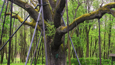 Jedno z najsłynniejszych polskich drzew można oglądać na żywo w internecie