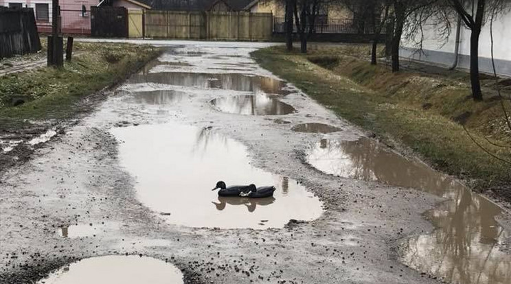 A vadkacsák az egyik
esővízzel megtelt kátyúban pancsoltak