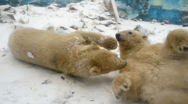 A két jegesmedve alaposan kiélvezi a hideget: önfeledten hemperegnek a hóban