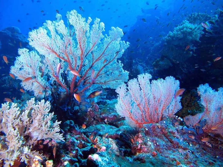 10. Wielka Rafa Koralowa, Australia