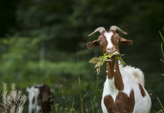Kozy chronią przed pożarami w USA. Zwierzęta uwielbiają łatwopalne chwasty