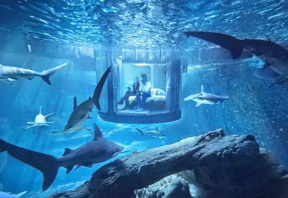 W tym pokoju możesz spędzić noc pod wodą w towarzystwie rekinów. Zaśniesz?
