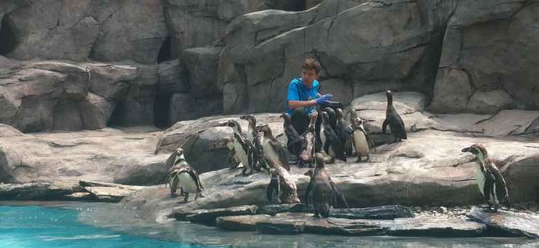 Pingwiny kradną już serca zwiedzających krakowskie zoo