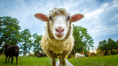 Lotnisko "zatrudniło" owce do koszenia trawy w Belgii