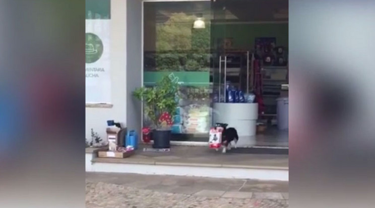 A kutya maga végzi a bevásárlást / Fotó: YouTube
