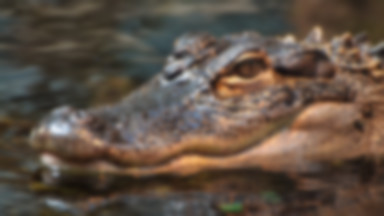 Mężczyzna z Florydy złapał aligatora, który ważył blisko 500 kg