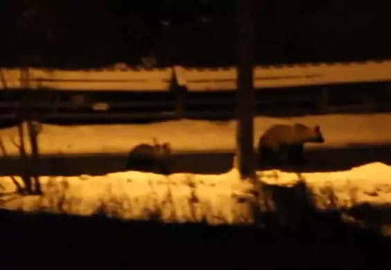 Chwila grozy w Zakopanem. Niedźwiedzica z małymi chodziła po ulicach miasta