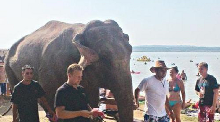 Elefánt sétált a meglepett strandolók között