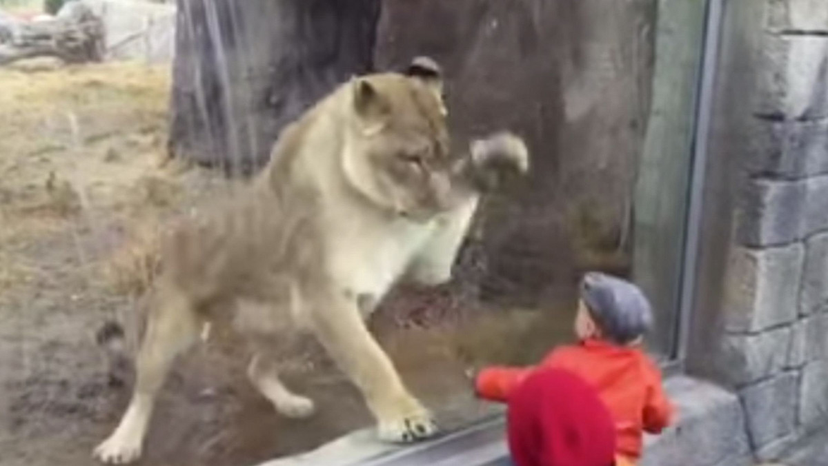 Zari, siedmioletnia lwica z zoo w Teksasie, stuka łapami o szybę. Co ma oznaczać ten gest? Tego nie wiadomo. Uparty chłopiec, który nie odchodzi od klatki, chce wierzyć, że to przyjacielskie powitanie.