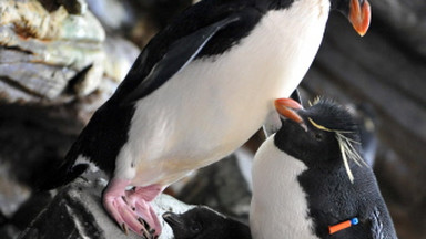 Oto, dlaczego pingwiny są czasami "homo"