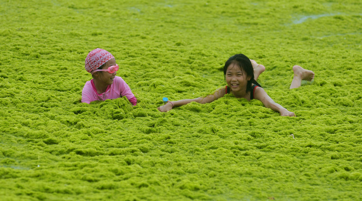 A gyerekek többsége nem bánta az algafürdőt, örömmel játszottak a kulimászban /Fotó: Northfoto