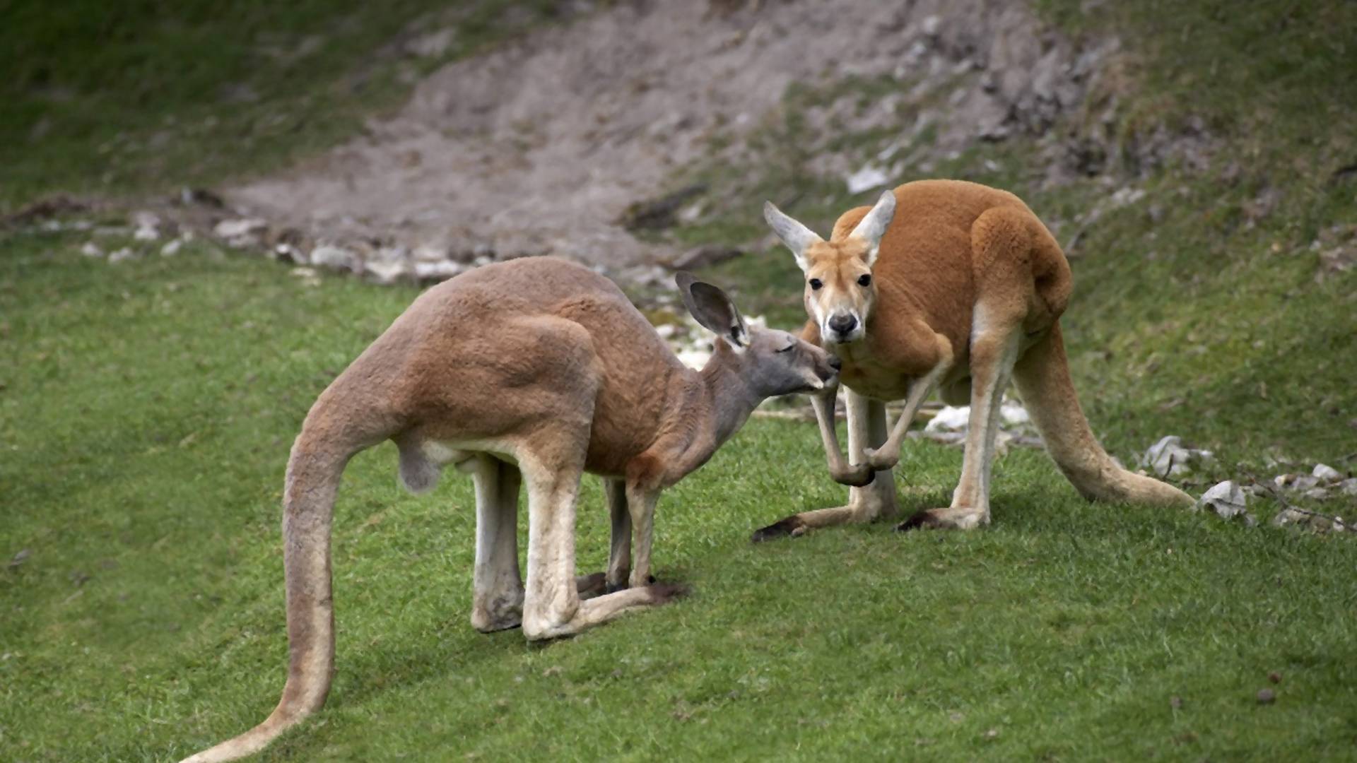 BRAVO! Australija zabranila testiranje kozmetike na životinjama