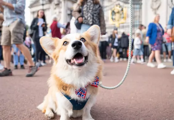 Dwa nowe psy wprowadzą się do Pałacu Buckingham. Bluebell to zwierzak po przejściach