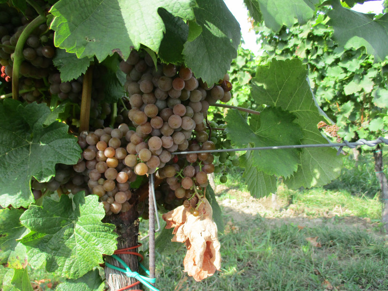 Palava, wyjątkowa czeska odmiana winogron 