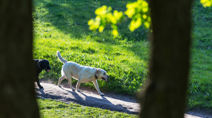 Fotó: Northfoto