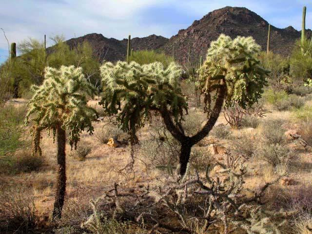 Galeria USA - Park Narodowy Kaktusów Saguaro, obrazek 12