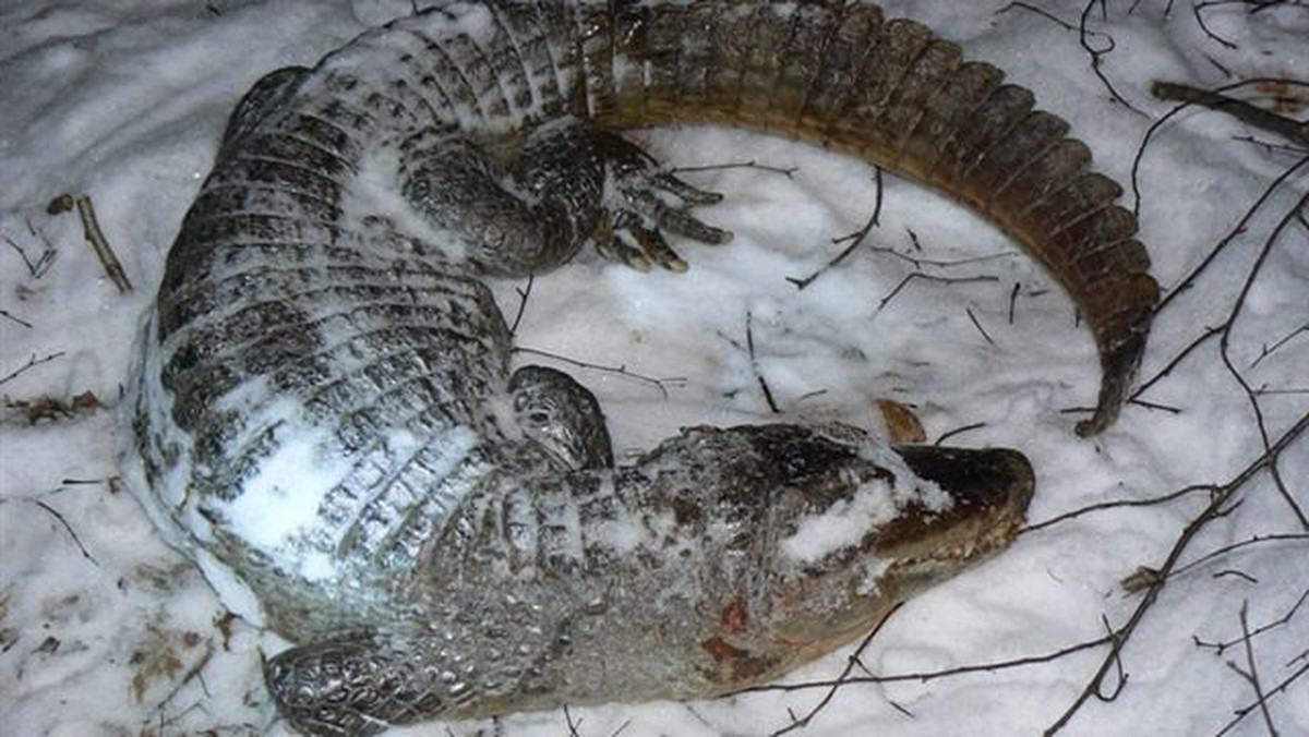 Do policjantów zgłosił się mężczyzna, który w lesie koło Rychnowa znalazł martwego aligatora.