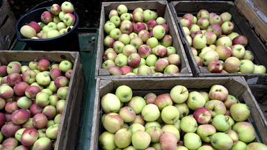 Wg projektu KE polscy hodowcy jabłek i gruszek dostaną rekordową pomoc