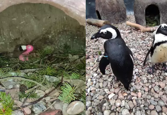Zoo we Wrocławiu. Homoseksualne pingwiny adoptowały różowego flaminga