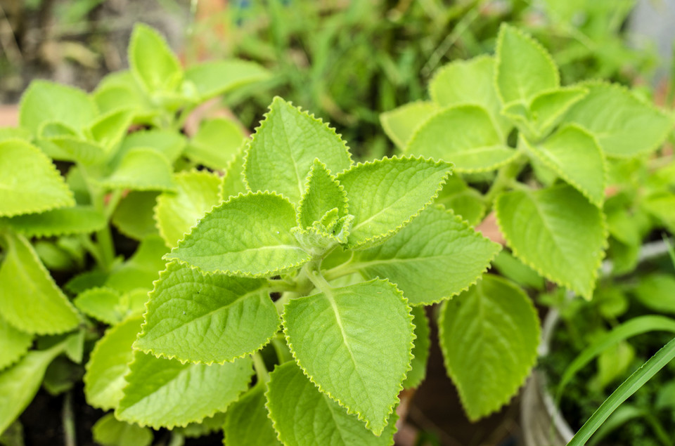 5. Plektrantus koleusowaty (Plectranthus coleoides) – zwany również komarzycą