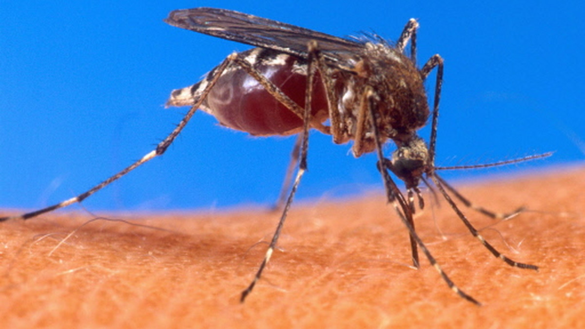 Komary przenoszące zarodźce malarii znalazły sposób na ominięcie nasączonych środkami owadobójczymi moskitier - zaczęły atakować swoje ofiary o innej porze - donosi magazyn "Journal of Infectious Diseases".