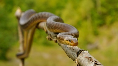 Węże pochodzą od niedobitków z zagłady dinozaurów