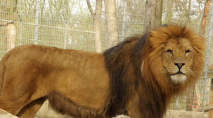 A nőstény oroszlánnak jártányi ereje sem maradt a hancúrozás után /Fotó: Nyíregyházi Állatpark