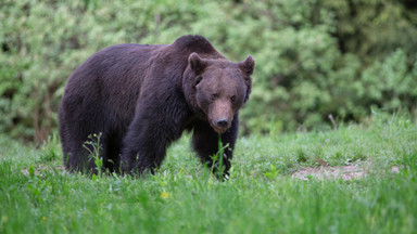 Finał obławy na niedźwiedzia. Jest oświadczenie słowackich służb