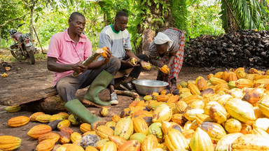 Światowy Dzień Czekolady. Kluczową rolę odgrywają rolnicy z Afryki