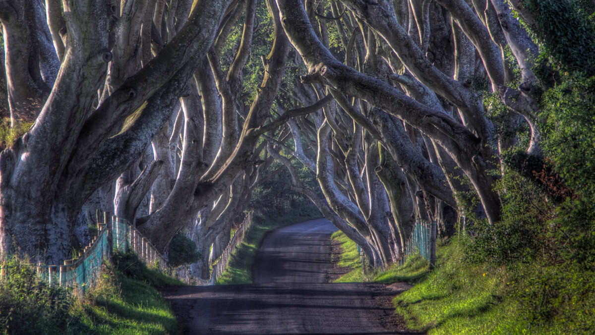 The Dark Hedges - niezwykła aleja w Irlandii Północnej