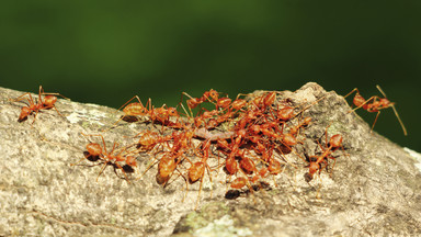 Boliwia: jadowite mrówki karą za kradzież; złodzieje omal nie zginęli