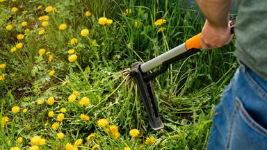 Jak skutecznie zwalczać chwasty w ogrodzie? Przydadzą ci się wyrywacze