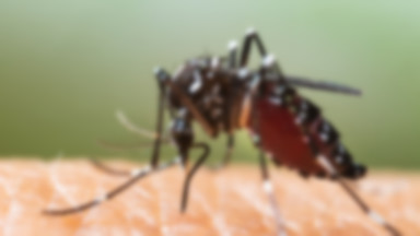 Komary tygrysie we Francji. W Lyonie zanotowano pierwszy przypadek dengi